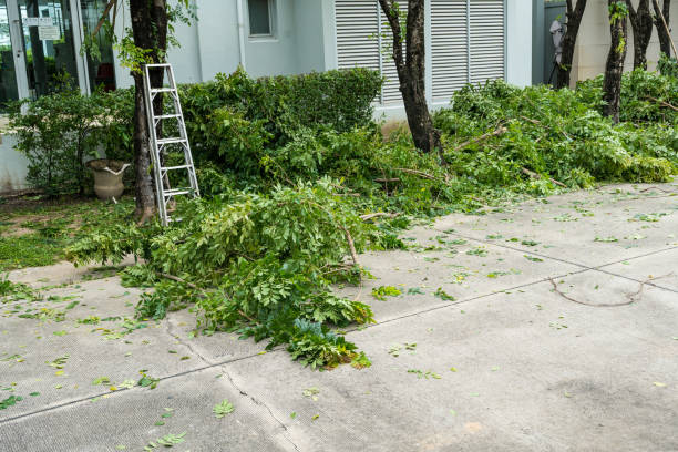 How Our Tree Care Process Works  in  Center Point, TX